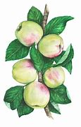 Image result for Garden Illustration Apple