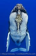 Image result for Bright Underwater Sea Life