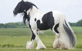 Image result for Good Horse Breeds