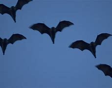 Image result for Bat Sleep