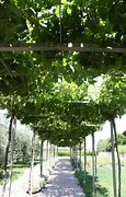 Image result for Grape Vine Trellis