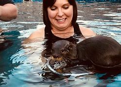 Image result for Swimming with Otters