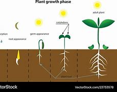 Image result for Plant Growth and Development