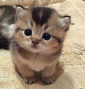 Image result for Chaton Cute