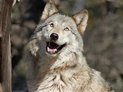 Image result for Funny Wolf Pack