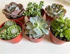 Image result for Assorted Succulents Pack
