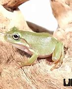 Image result for Dumpy Tree Frog