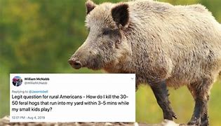 Image result for Hog with Brain Exploding Meme