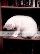 Image result for Cat Book Meme