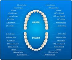 Image result for Human Teeth Chart