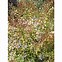 Image result for Abelia grandiflora CARAMEL CHARM
