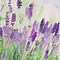 Image result for Watercolor Painting for Beginners