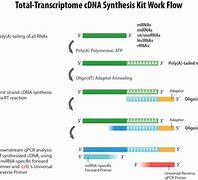 Image result for cDNA چیست