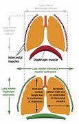 Image result for Diaphragm Singing