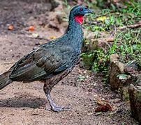 Image result for Brazilian Rainforest Birds