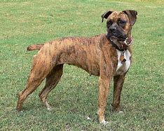 Image result for brindle boxer rescue