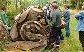Image result for Biggest Snake in the World Guinness