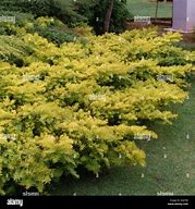 Image result for Taxus baccata Summergold