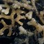 Image result for corallorhiza_trifida