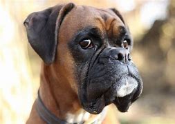 Image result for Boxer Face