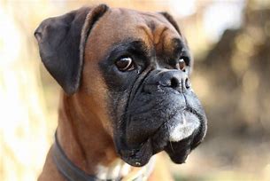 Image result for Happy New Year Boxer Dog