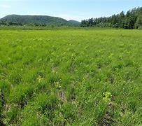 Image result for Sedge Meadow
