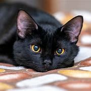 Image result for Cute Black Cat with Brown Eyes