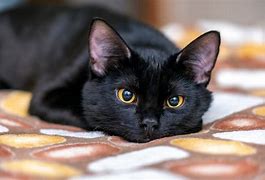 Image result for Black Cat Images