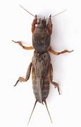 Image result for Mutant Crickets