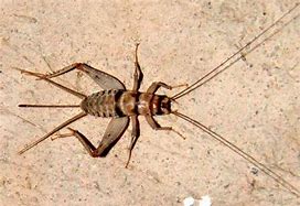 Image result for St. George Utah Silent Crickets