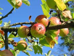 Image result for Urban Apple Tree