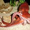Image result for North Pacific Giant Octopus