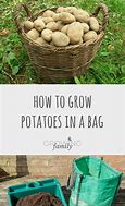 Image result for Rostate Potatoes in Bag