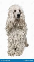 Image result for Corded White Poodle