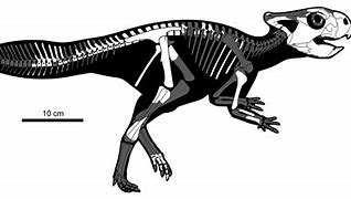 Image result for yamaceratops