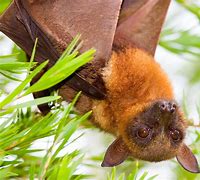 Image result for Little Red Flying Fox