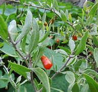 Bildergebnis für Lycium barbarum Sweet Lifeberry