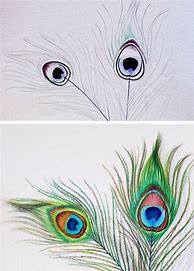 Image result for Peacock Feather Drawing