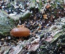 Image result for Isopod Rolly Polly