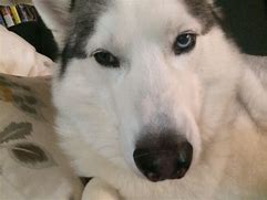 Image result for Husky Meme Template