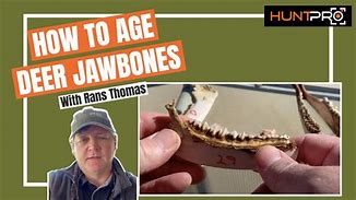 Image result for Deer Jawbone Aging Chart
