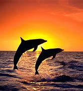 Image result for Dolphin Beach Wallpaper