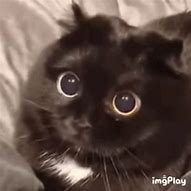 Image result for Cat with Big Eyes Amazed Meme