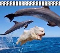 Image result for Dolphin Dive Meme