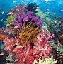 Image result for Coral Reef Desktop Background