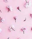 Image result for Pink Flower iPhone Wallpaper