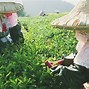 Image result for Tea Plant Processing