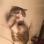 Image result for Angry Cat Aura Meme