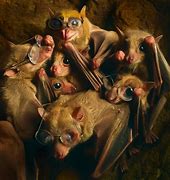 Image result for Bat with Glasses