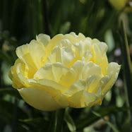 Image result for Tulipa Verona